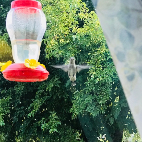 Meet your Posher, Misty - Picture 4 of 4